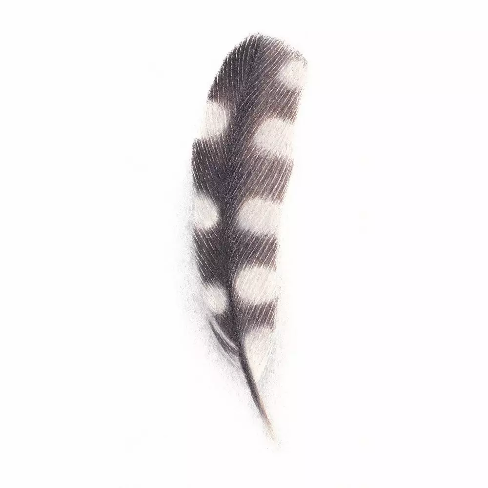 Great Spotted Woodpecker Feather Coloured Pencil Illustration